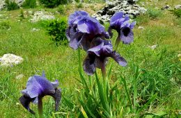 iris-sofrana-6