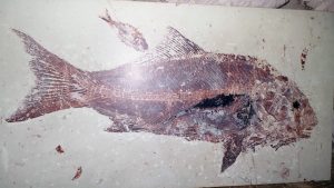 fossils 1