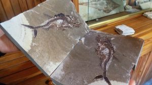 fossils 3