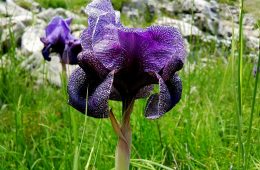 iris-sofrana-15