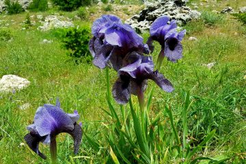 iris-sofrana-6